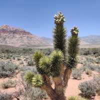 Red Rock Canyon