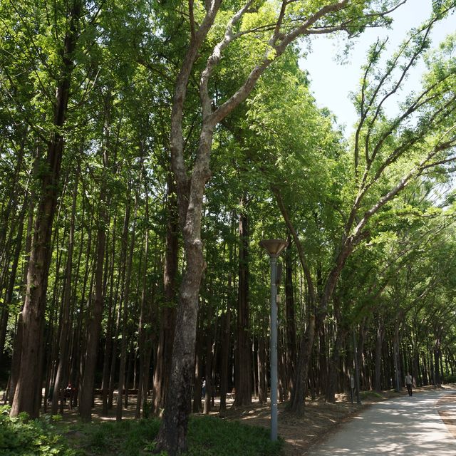 계절마다 다른 느낌의 도심 속 숲, 서울숲🌳