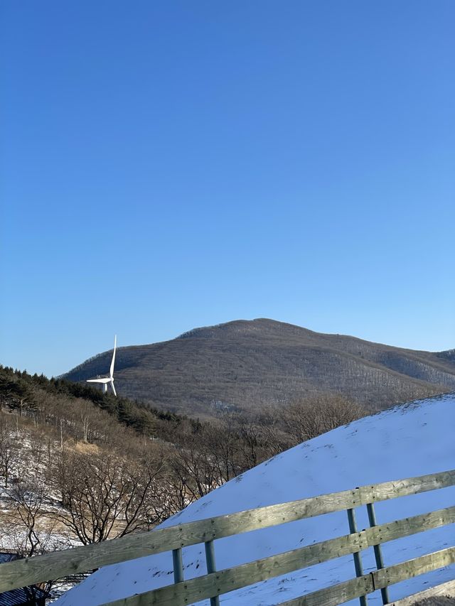 [대관령양떼목장] 이색데이트로 추천🐏🐑