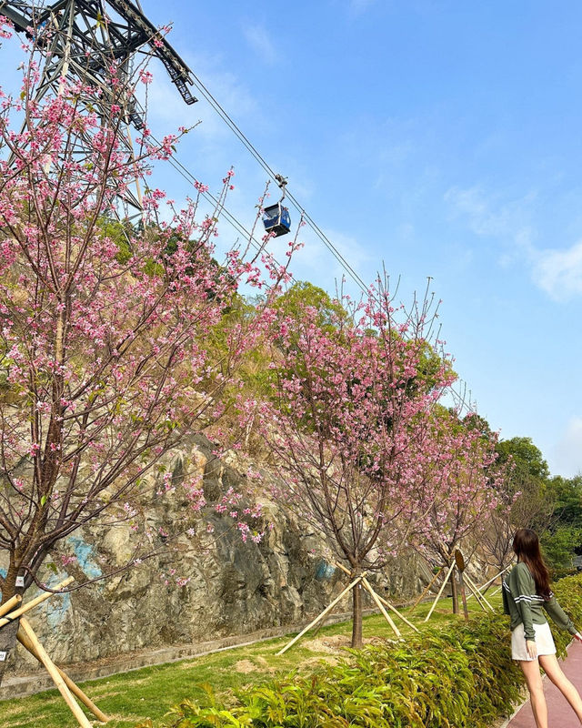 A great place to appreciate flowers | Beautiful cherry blossoms in Tung Chung are in full bloom