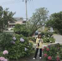 제주도에서 본 수국🌸🌼💐