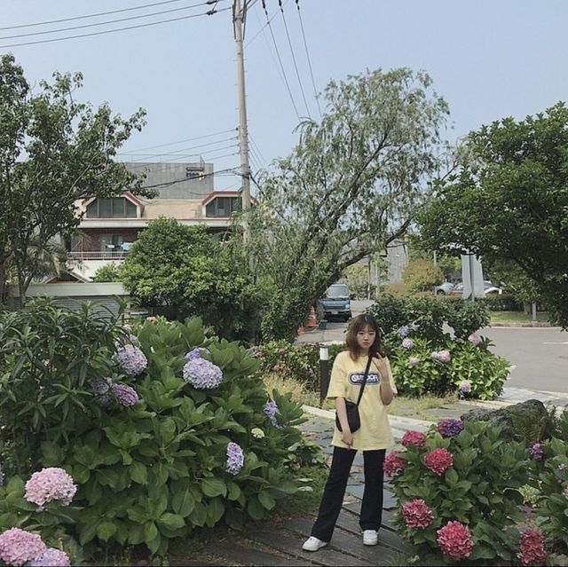 제주도에서 본 수국🌸🌼💐