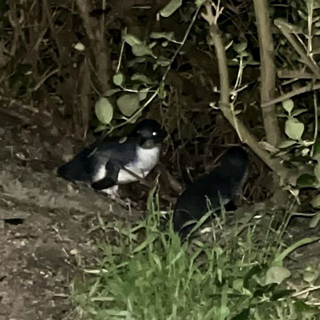 fairy penguins 