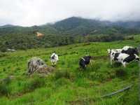 Desa Cattle Dairy Farm