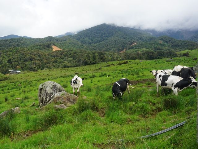 Desa Cattle Dairy Farm