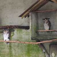 Cheeky Birds at KL Bird Park!❤️