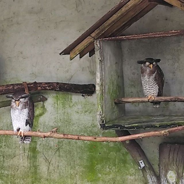 Cheeky Birds at KL Bird Park!❤️