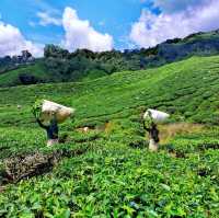 Picturesque café at Tea Plantation 🍃☕