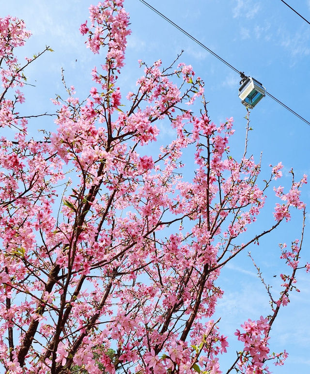 A great place to appreciate flowers | Beautiful cherry blossoms in Tung Chung are in full bloom