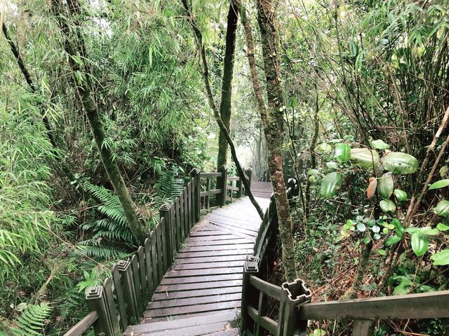 MOSSY FOREST (Cameron Highland)