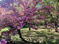 Bucharest Romania - Japanese Garden 