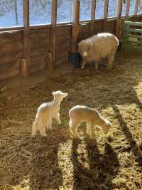 [대관령양떼목장] 이색데이트로 추천🐏🐑