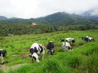 Desa Cattle Dairy Farm