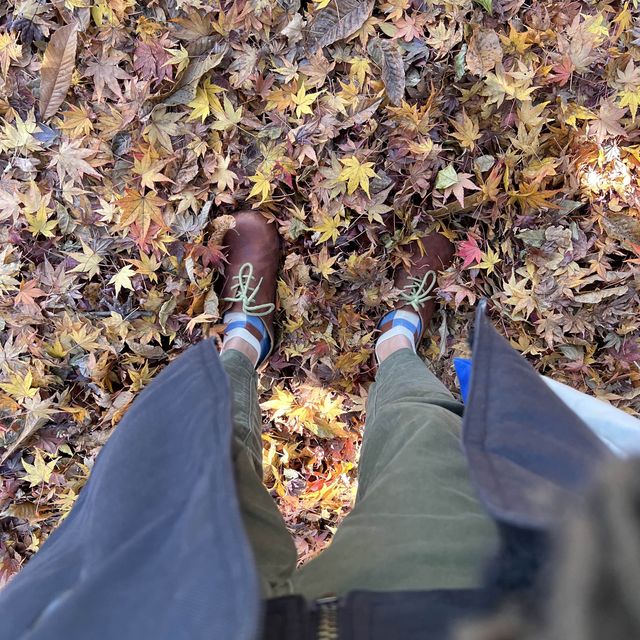 輕井澤 雲場池 紅葉尾季🍁