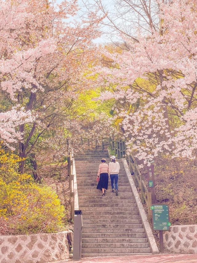 [서울] 서울에서 벚꽃이 만개한 모습! (현재 아님)