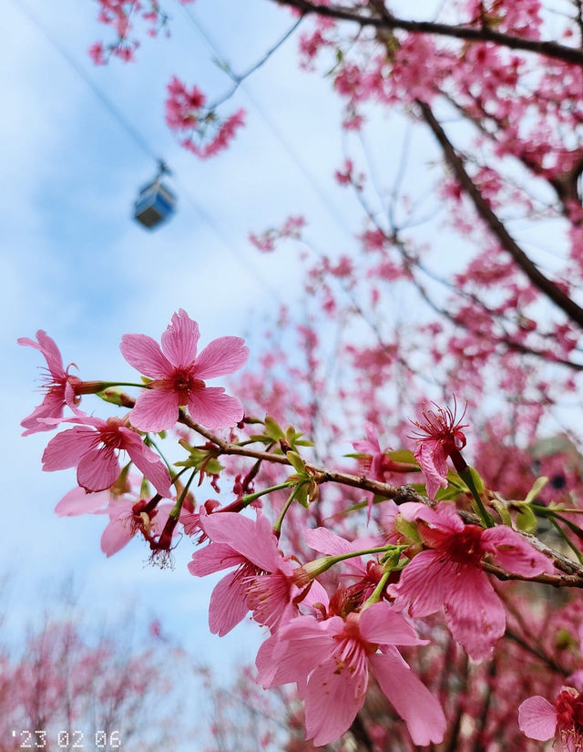 A great place to appreciate flowers | Beautiful cherry blossoms in Tung Chung are in full bloom