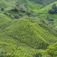 Cameron Highland Trip