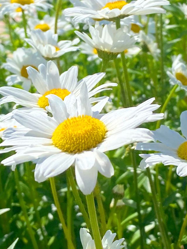 도시속의 힐링, 서울숲🌿