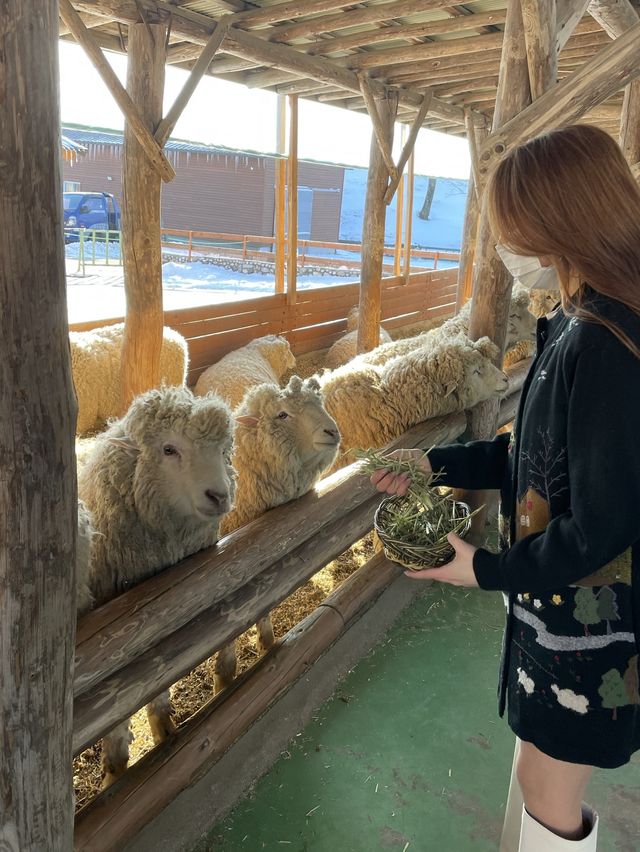 [대관령양떼목장] 이색데이트로 추천🐏🐑