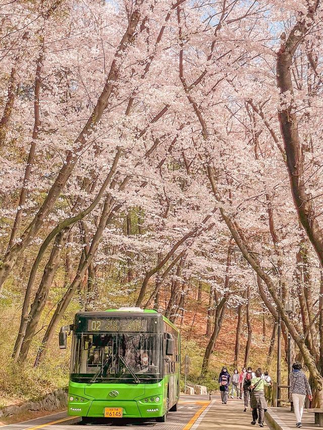 [서울] 서울에서 벚꽃이 만개한 모습! (현재 아님)