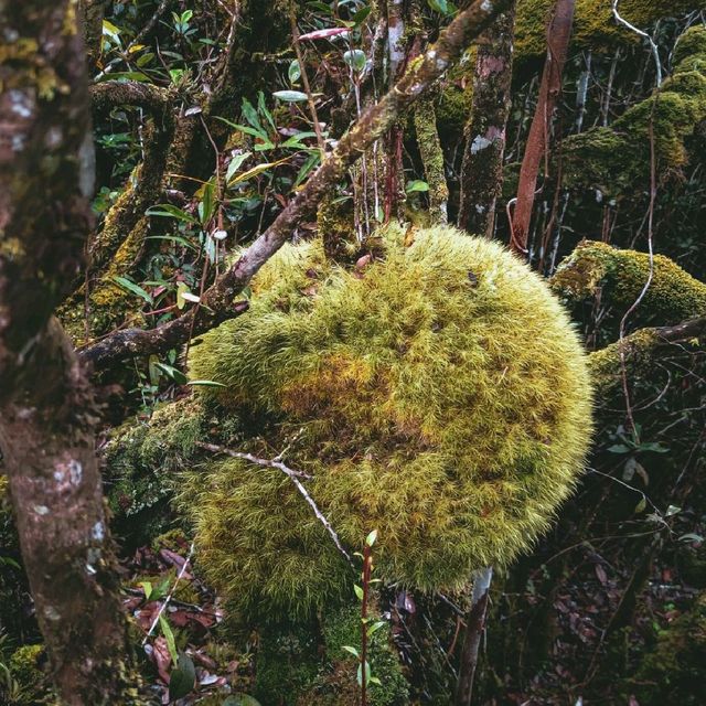 Mini mossy forest at Coral Hill