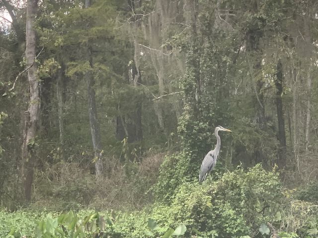 Kayaking in Gainesville- Seeing alligators🐊 