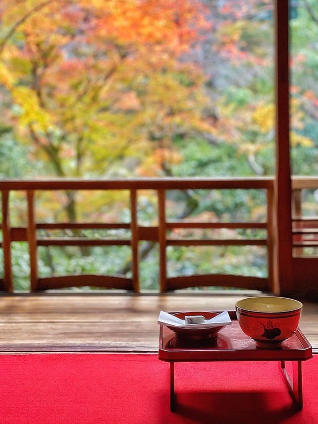 【京都・嵐山】最高の紅葉に出会う🍁