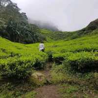 Trekking for RAFFLESIA