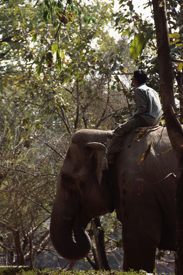 Nepal Kathmandu Central Zoo