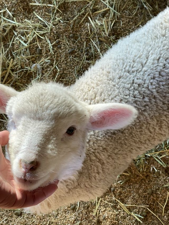 [대관령양떼목장] 이색데이트로 추천🐏🐑