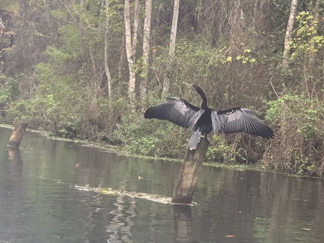 Kayaking in Gainesville- Seeing alligators🐊 