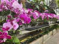 Weekend getaway at World of Phalaenopsis