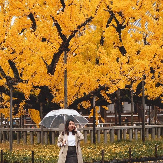 ต้นจิงโก๊ะยักษ์ที่ nishi hongan ji