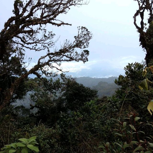 The Nature Reserve, Mossy Forest