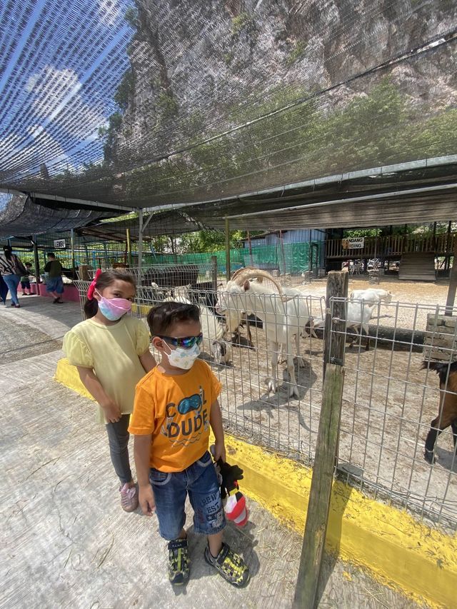 Pavillion Petting Zoo - Kids Haven ❤️ 