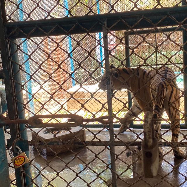 🇹🇭泰國芭提雅遊記  Tiger Park 近距離同老虎互動