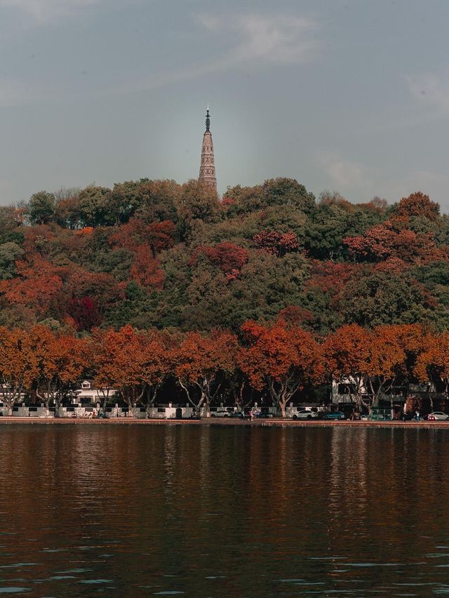 Fall for Maple Trees on Gushan Road 🍁✨