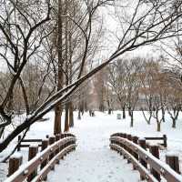 ❄️ 눈이 오면 서울숲 공원으로