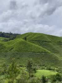 Tea time in the windy and cool breeze 