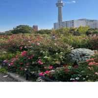 山下公園は秋バラの季節です！