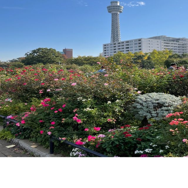 山下公園は秋バラの季節です！