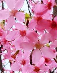 A great place to appreciate flowers | Beautiful cherry blossoms in Tung Chung are in full bloom