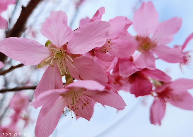 A great place to appreciate flowers | Beautiful cherry blossoms in Tung Chung are in full bloom