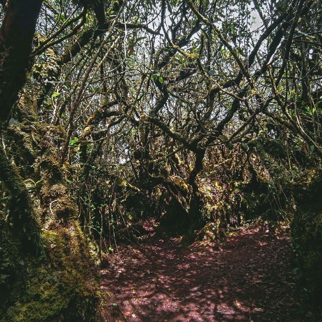 Mini mossy forest at Coral Hill