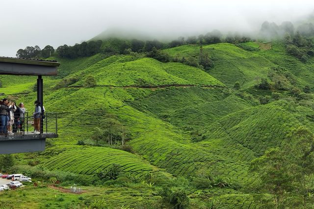 Jinmalun Plateau enjoys coolness and greenery.