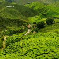 Cameron Highlands best cold place 🏞️