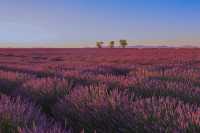 Provence | Lavender self-driving tour in France