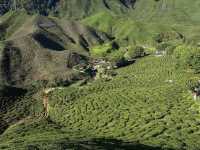 Much calming in Cameron Highland