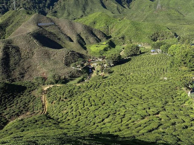 Much calming in Cameron Highland