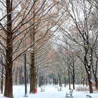 ❄️ 눈이 오면 서울숲 공원으로